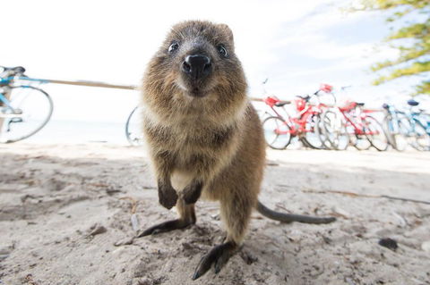 Rottnest Island Round-Trip Ferry From Perth Or Fremantle - Tweed Heads Accommodation 3