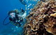 Great Barrier Reef Diving And Snorkeling Cruise From Cairns - thumb 1