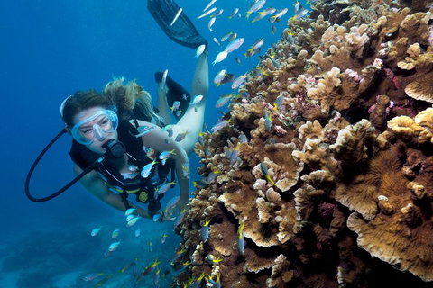 Great Barrier Reef Diving And Snorkeling Cruise From Cairns - Tweed Heads Accommodation 1