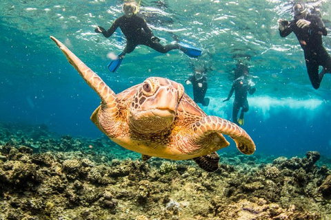 Great Barrier Reef Diving And Snorkeling Cruise From Cairns - Tweed Heads Accommodation 3