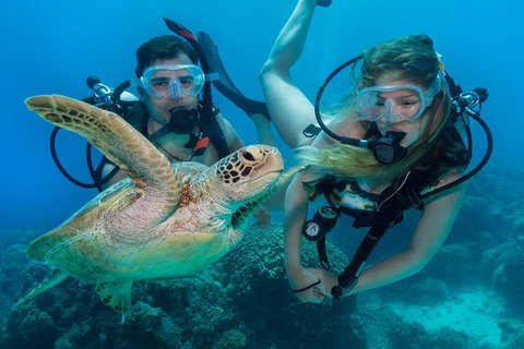 Great Barrier Reef Diving And Snorkeling Cruise From Cairns - Tweed Heads Accommodation 4