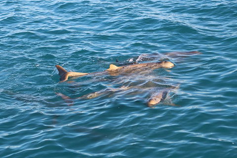 Roebuck Bay Snubfin Dolphin Cruise - Tweed Heads Accommodation 0