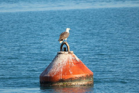 Roebuck Bay Snubfin Dolphin Cruise - Tweed Heads Accommodation 1