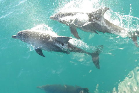 Roebuck Bay Snubfin Dolphin Cruise - Tweed Heads Accommodation 2