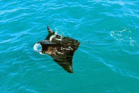 Roebuck Bay Snubfin Dolphin Cruise - Tweed Heads Accommodation 5