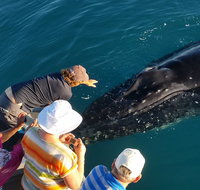 AOC Whale Watching from Broome - Tweed Heads Accommodation