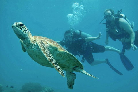 Ocean Freedom Great Barrier Reef Personal Luxury Snorkel & Dive Cruise, Cairns - Tweed Heads Accommodation 4