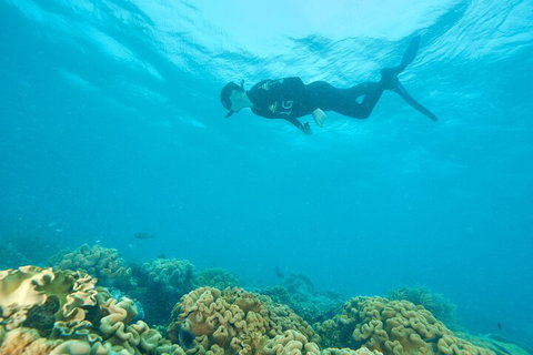 Ocean Freedom Great Barrier Reef Personal Luxury Snorkel & Dive Cruise, Cairns - Tweed Heads Accommodation 5
