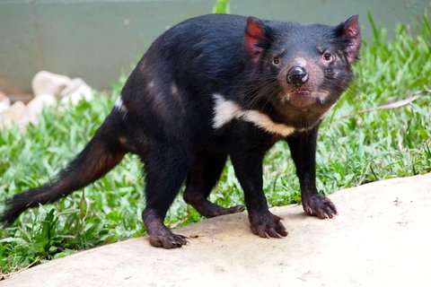 Kuranda Highlights Including Rainforestation Aboriginal Culture And Wildlife - Tweed Heads Accommodation 3