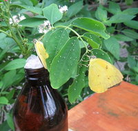 Australian Butterfly Sanctuary- Virtual Interactive Tour With Private Guide - Tweed Heads Accommodation