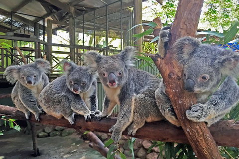 Best Of Kuranda Including Skyrail, Kuranda Scenic Railway And Rainforestation - Tweed Heads Accommodation 4