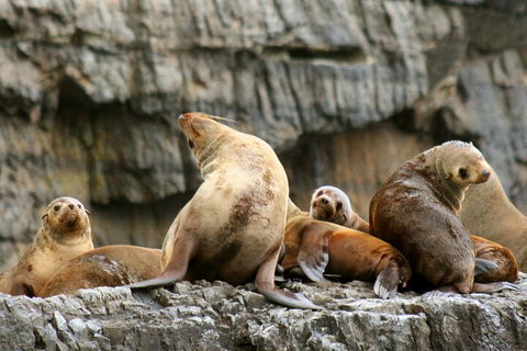 Tasman Island Cruises And Port Arthur Historic Site Day Tour From Hobart - Tweed Heads Accommodation 1