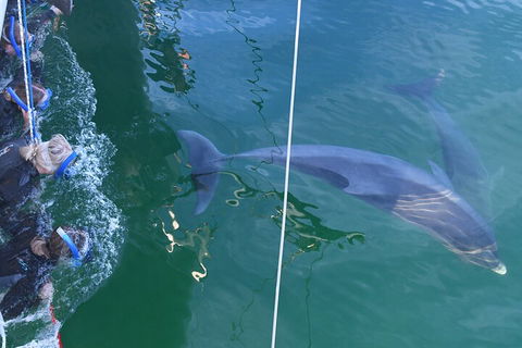 Dolphin Cruise From Adelaide With Optional Dolphin Swim - Tweed Heads Accommodation 0