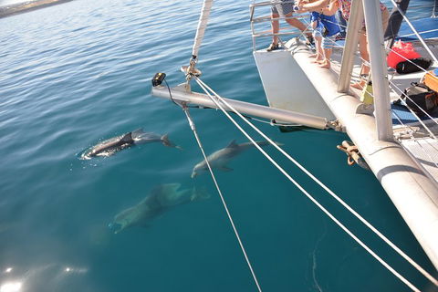 Dolphin Cruise From Adelaide With Optional Dolphin Swim - Tweed Heads Accommodation 1