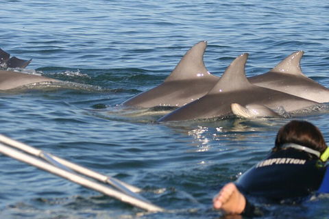 Dolphin Cruise From Adelaide With Optional Dolphin Swim - Tweed Heads Accommodation 2