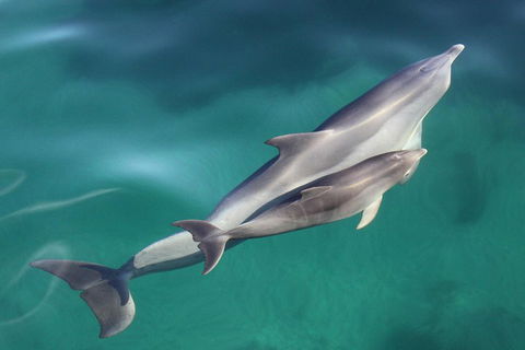 Dolphin Cruise From Adelaide With Optional Dolphin Swim - Tweed Heads Accommodation 4