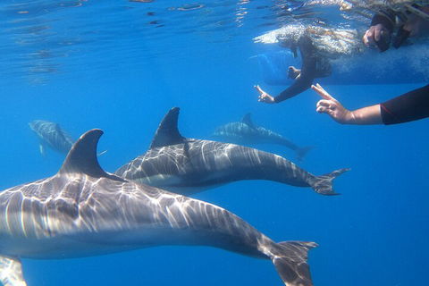 Dolphin Cruise From Adelaide With Optional Dolphin Swim - Tweed Heads Accommodation 5