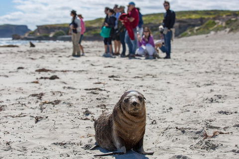 Kangaroo Island In A Day Tour From Adelaide - Tweed Heads Accommodation 0