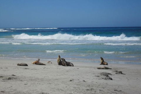 Kangaroo Island In A Day Tour From Adelaide - Tweed Heads Accommodation 1