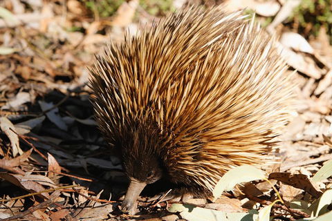 Kangaroo Island In A Day Tour From Adelaide - Tweed Heads Accommodation 2