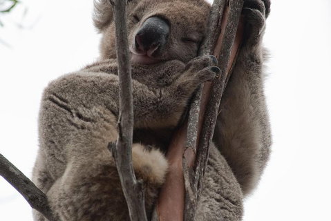 2-Day Kangaroo Island 4WD Small-Group Tour From Adelaide - Tweed Heads Accommodation 0