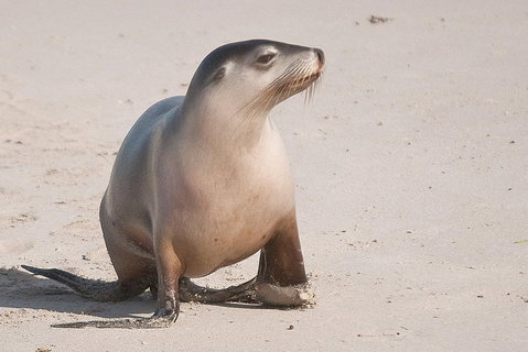 2-Day Kangaroo Island 4WD Small-Group Tour From Adelaide - Tweed Heads Accommodation 4