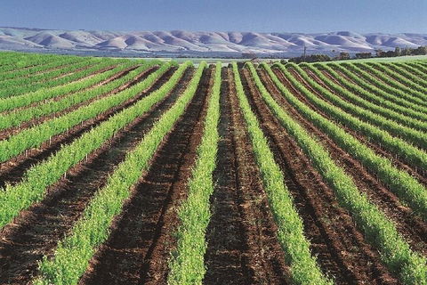 Small Group McLaren Vale And The Cube Experience - Tweed Heads Accommodation 4