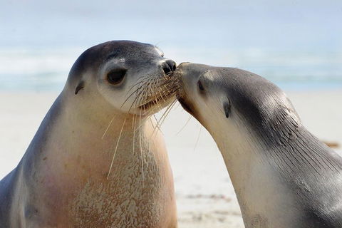 2 Day Ultimate Kangaroo Island With Return Ferry - Tweed Heads Accommodation 2