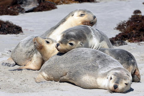 Small-Group Kangaroo Island 4WD Tour From Adelaide - Tweed Heads Accommodation 1