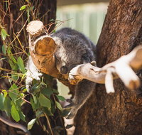 Melbourne City Tour and Phillip Island in One Day - Tweed Heads Accommodation