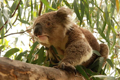 Private Tour: Great Ocean Road From Melbourne - Tweed Heads Accommodation 1