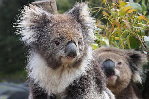 Kuranda Koala Gardens And Birdworld Admission Tickets - Tweed Heads Accommodation 0