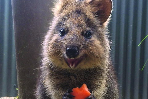Kuranda Koala Gardens And Birdworld Admission Tickets - Tweed Heads Accommodation 2