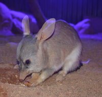 Kuranda Wildlife Experience Three Attraction Pass - Tweed Heads Accommodation