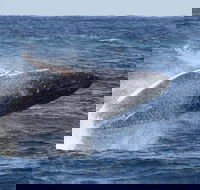 Whale Watching by Sea World Cruises - Tweed Heads Accommodation