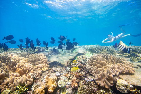 Outer Reef Pontoon Experience From Cairns - Tweed Heads Accommodation 4