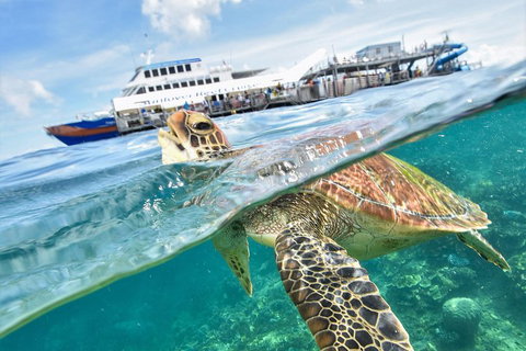 Outer Reef Pontoon Experience From Cairns - Tweed Heads Accommodation 5