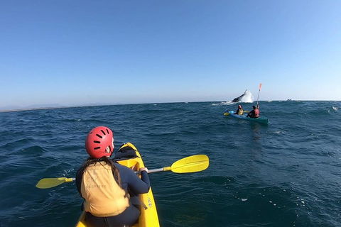 Kayaking With Dolphins In Byron Bay Guided Tour - Tweed Heads Accommodation 3