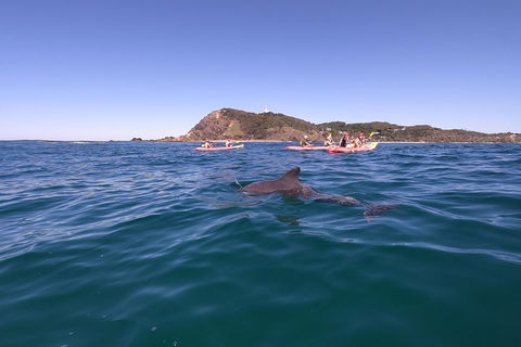 Kayaking With Dolphins In Byron Bay Guided Tour - Tweed Heads Accommodation 5