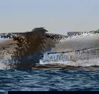 Sydney Whale-Watching Cruise Including Lunch or Breakfast - Tweed Heads Accommodation