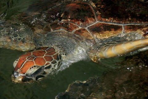 Cape Leveque 4WD Tour From Broome With Optional Return Flight - Tweed Heads Accommodation 2