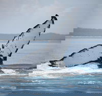Hervey Bay Whale Watching Cruise - Tweed Heads Accommodation