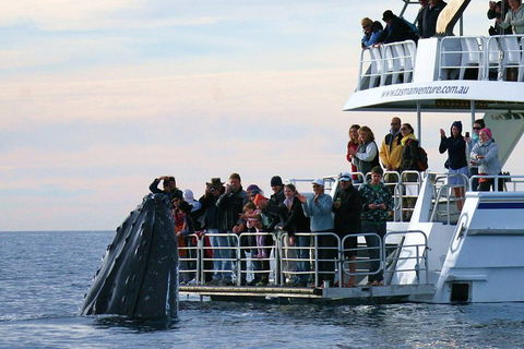 Hervey Bay Whale Watching Cruise - Tweed Heads Accommodation 1