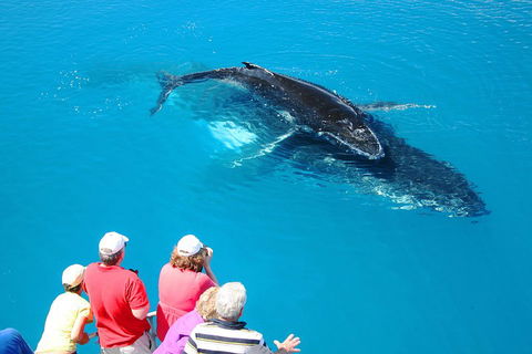 Hervey Bay Whale Watching Cruise - Tweed Heads Accommodation 2