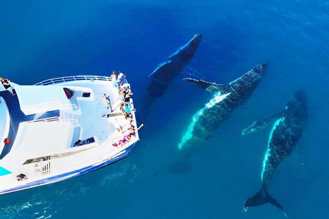 Hervey Bay Whale Watching Cruise - Tweed Heads Accommodation 3