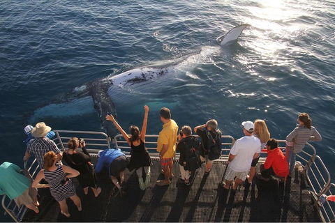 Hervey Bay Whale Watching Cruise - Tweed Heads Accommodation 4
