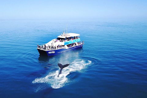 Hervey Bay Whale Watching Cruise - Tweed Heads Accommodation 5