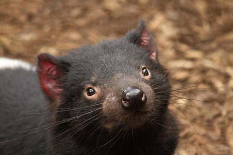 Day Tour In Mt. Field, Mt. Wellington, Bonorong Wildlife Sanctuary And Richmond - Tweed Heads Accommodation 4
