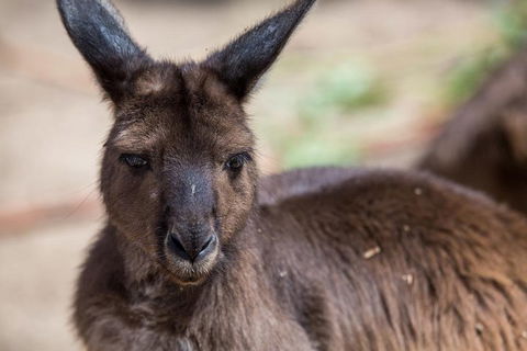 Australian Wildlife Tour At Melbourne Zoo Ticket - Tweed Heads Accommodation 0