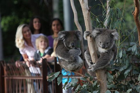 Australian Wildlife Tour At Melbourne Zoo Ticket - Tweed Heads Accommodation 2